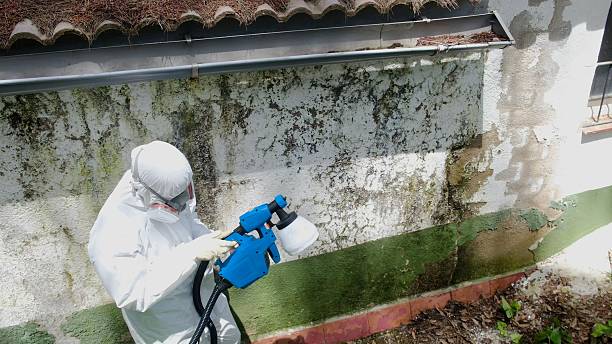 Mold Remediation service in Clayton, Clayton, NC